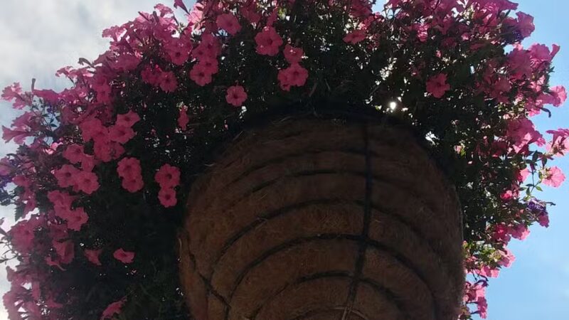 Lyndonville Town Park - Lyndonville, NY