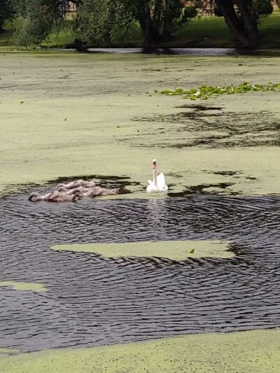 Lyndonville Town Park - Lyndonville, NY