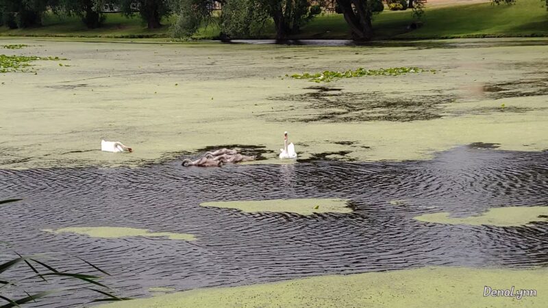 Lyndonville Town Park - Lyndonville, NY