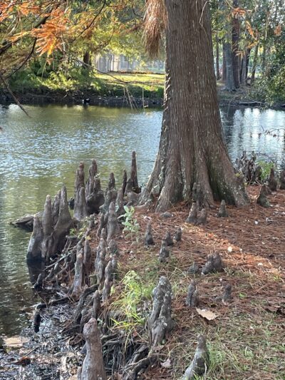 Macclenny Memorial Park - Macclenny, FL