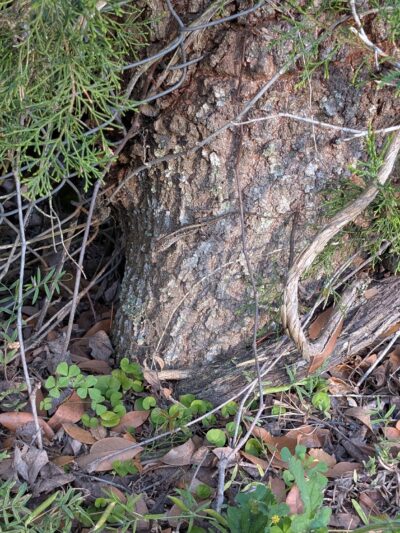 Macclenny Memorial Park - Macclenny, FL