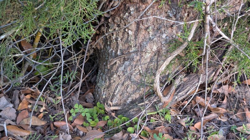 Macclenny Memorial Park - Macclenny, FL