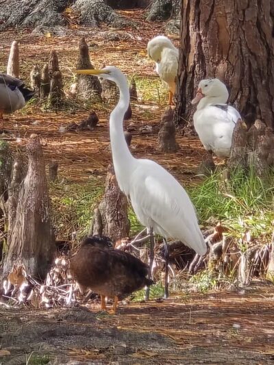 Macclenny Memorial Park - Macclenny, FL