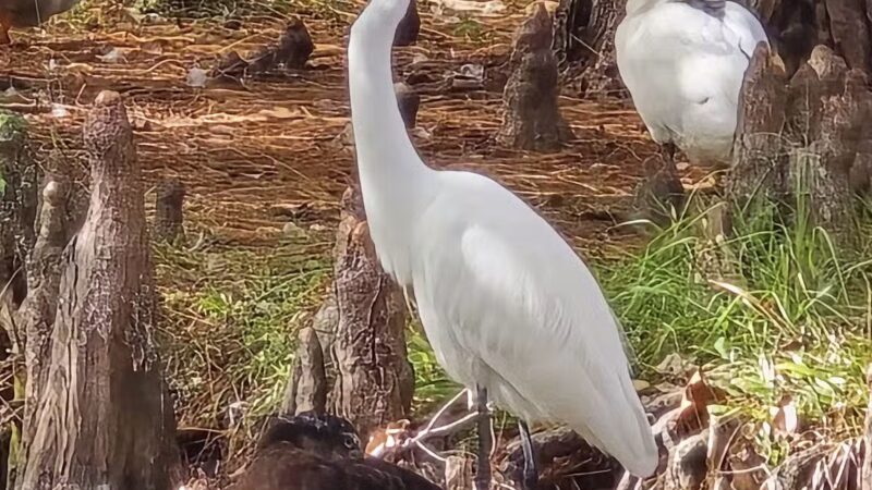 Macclenny Memorial Park - Macclenny, FL