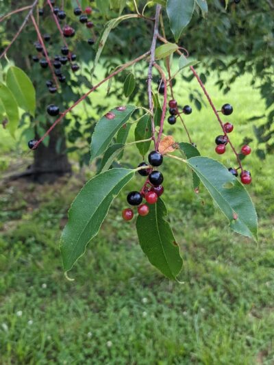 Mackville Walking Trail - Mackville, KY