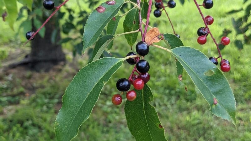 Mackville Walking Trail - Mackville, KY