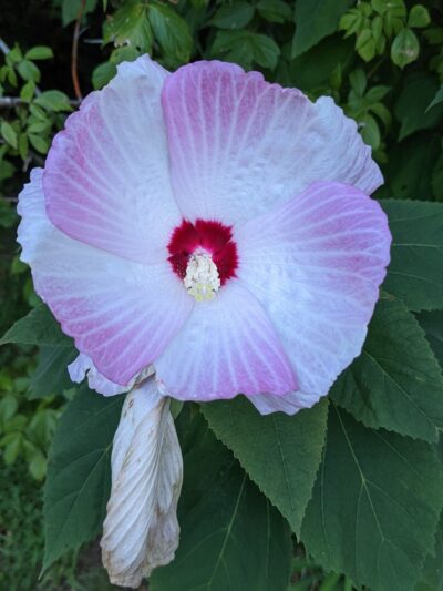 Mackville Walking Trail - Mackville, KY