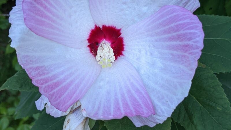 Mackville Walking Trail - Mackville, KY