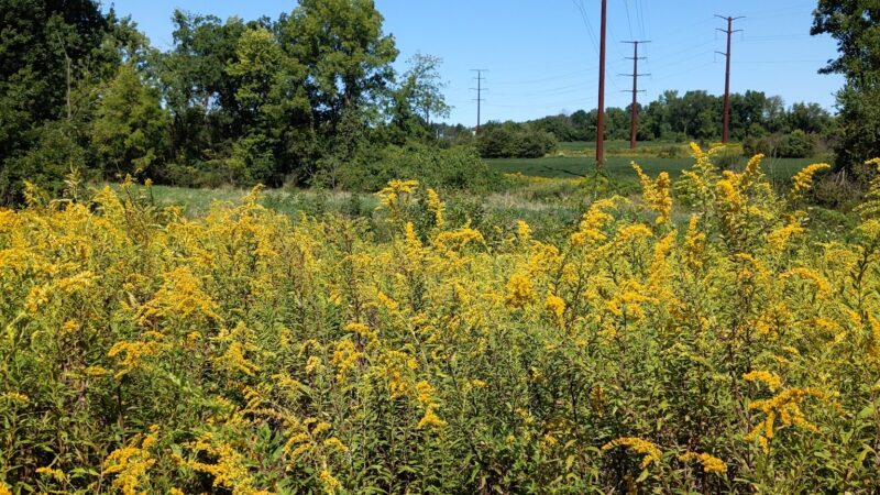 Danfield Run Passive Recreation Area - Macungie, PA