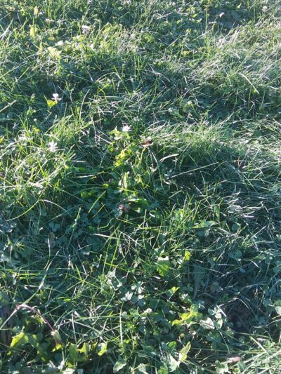 Springridge Soccer Park & Lower Macungie Greenway Trailhead. - Macungie, PA