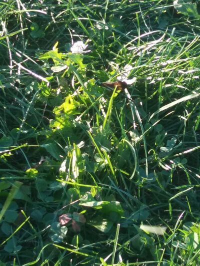 Springridge Soccer Park & Lower Macungie Greenway Trailhead. - Macungie, PA