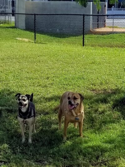 Madeira Beach Dog Park - Madeira Beach, FL