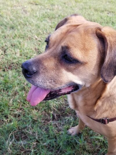 Madeira Beach Dog Park - Madeira Beach, FL