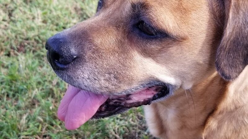 Madeira Beach Dog Park - Madeira Beach, FL