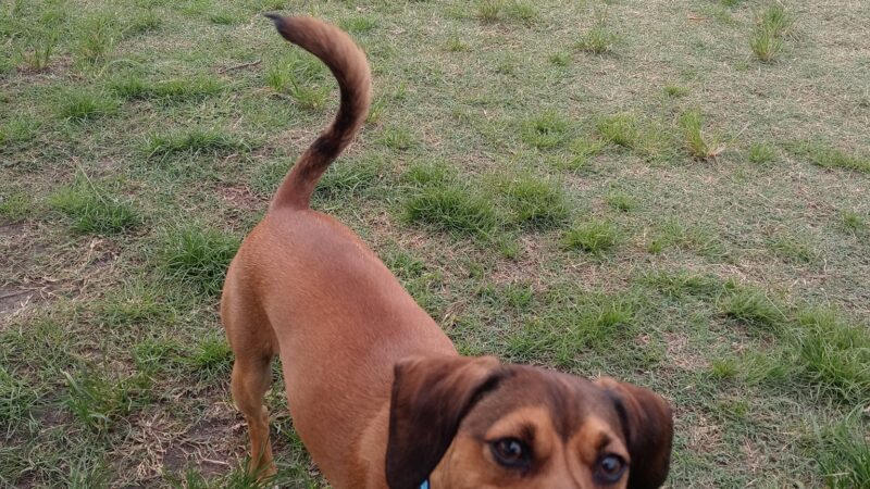 Madeira Beach Dog Park - Madeira Beach, FL