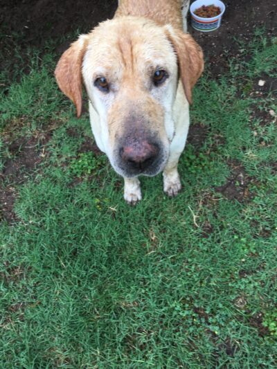 Madill Animal Shelter - Madill, OK