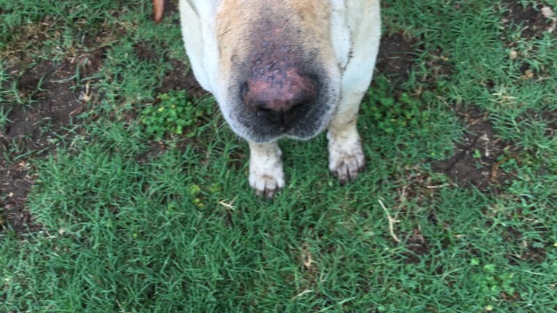 Madill Animal Shelter - Madill, OK