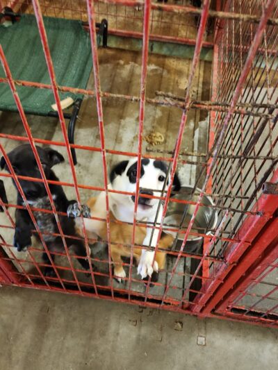 Madill Animal Shelter - Madill, OK