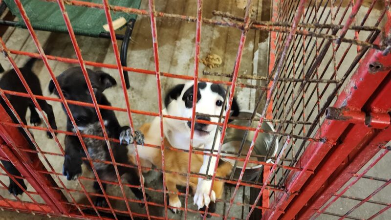 Madill Animal Shelter - Madill, OK