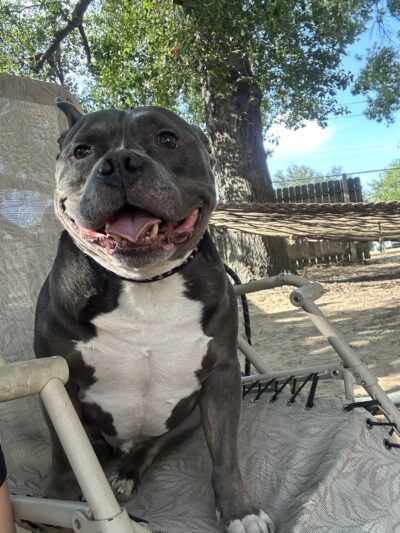 Madill Animal Shelter - Madill, OK