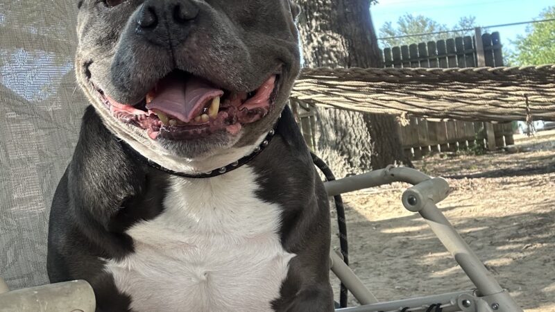 Madill Animal Shelter - Madill, OK