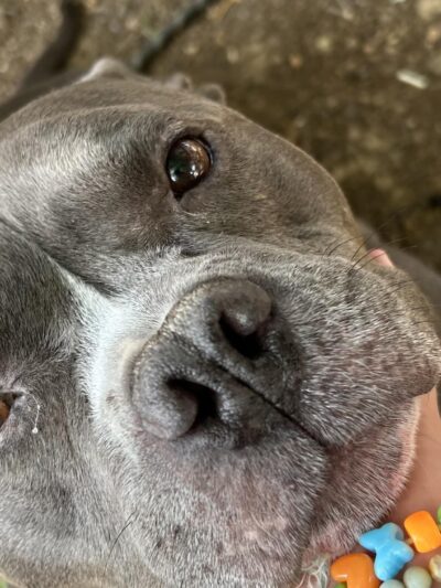 Madill Animal Shelter - Madill, OK