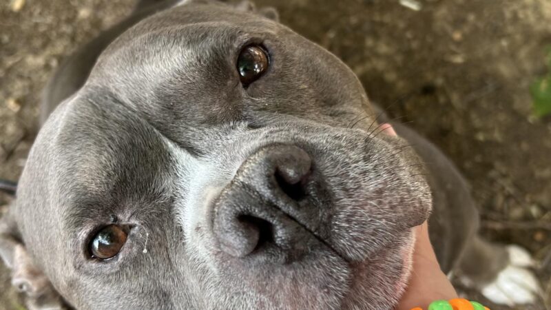 Madill Animal Shelter - Madill, OK