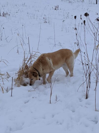 Capital Springs Dog Park - Madison, WI