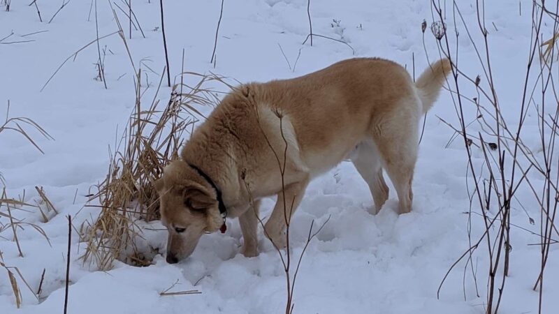 Capital Springs Dog Park - Madison, WI