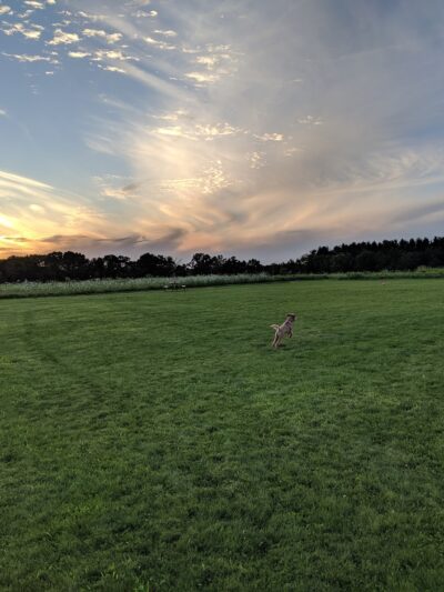 Capital Springs Dog Park - Madison, WI