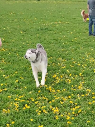Capital Springs Dog Park - Madison, WI