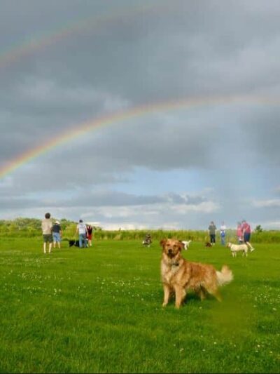 Capital Springs Dog Park - Madison, WI