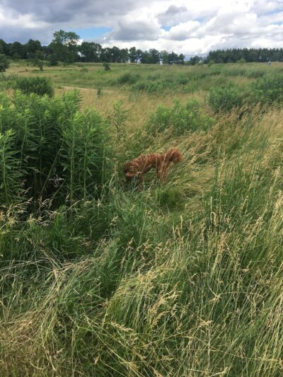 Capital Springs Dog Park - Madison, WI