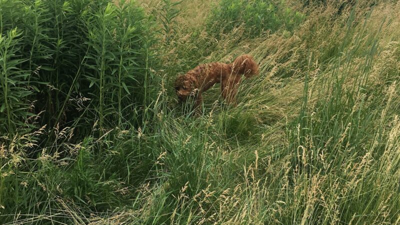 Capital Springs Dog Park - Madison, WI