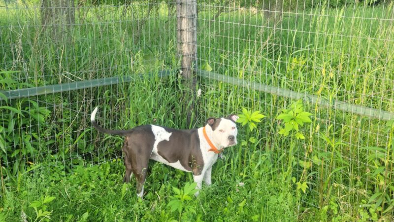 My Dog and Me Private Dog Park - Madison, WI