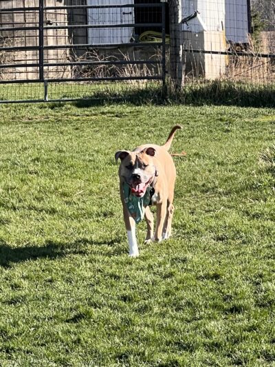 My Dog and Me Private Dog Park - Madison, WI