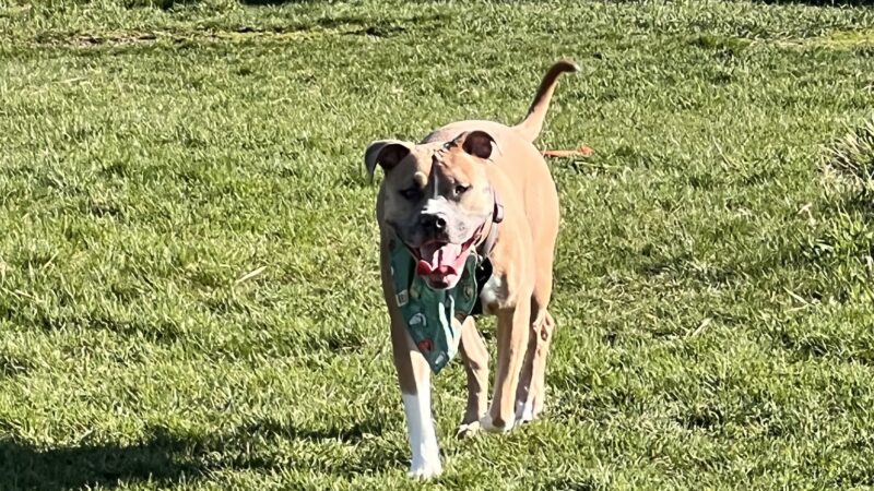 My Dog and Me Private Dog Park - Madison, WI