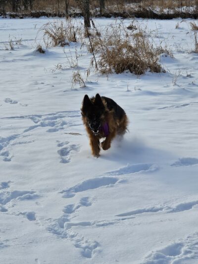 My Dog and Me Private Dog Park - Madison, WI