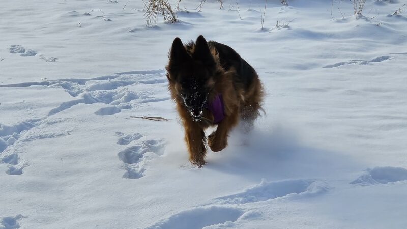 My Dog and Me Private Dog Park - Madison, WI