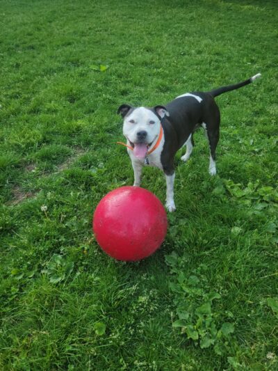 My Dog and Me Private Dog Park - Madison, WI