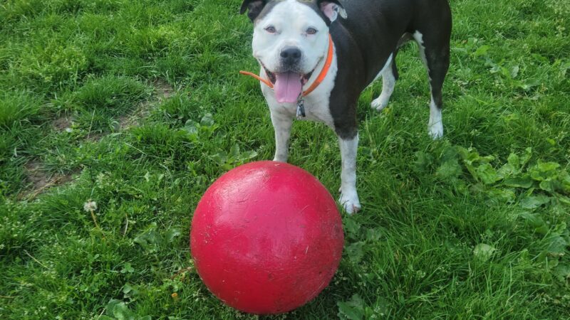 My Dog and Me Private Dog Park - Madison, WI
