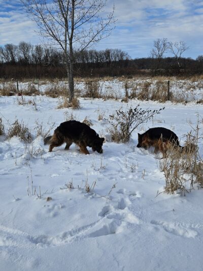 My Dog and Me Private Dog Park - Madison, WI
