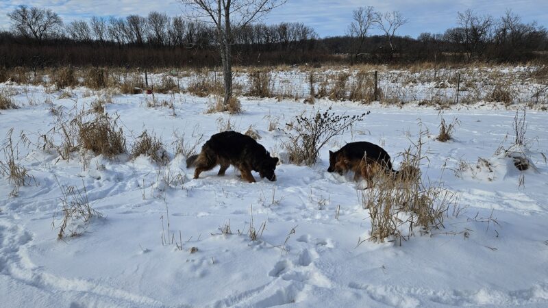 My Dog and Me Private Dog Park - Madison, WI