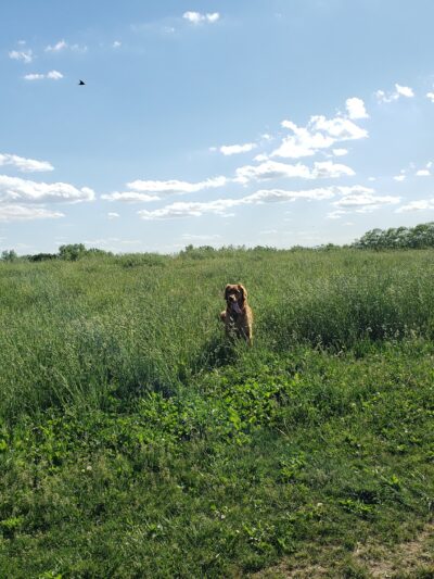 Sycamore Park Dog Park - Madison, WI