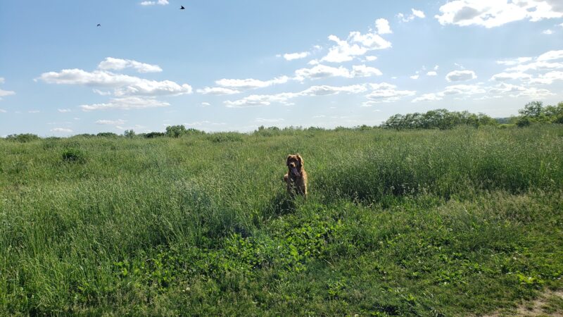 Sycamore Park Dog Park - Madison, WI