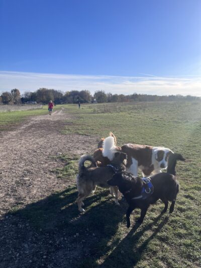Sycamore Park Dog Park - Madison, WI