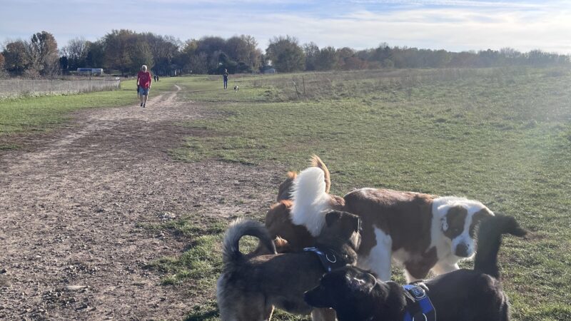 Sycamore Park Dog Park - Madison, WI