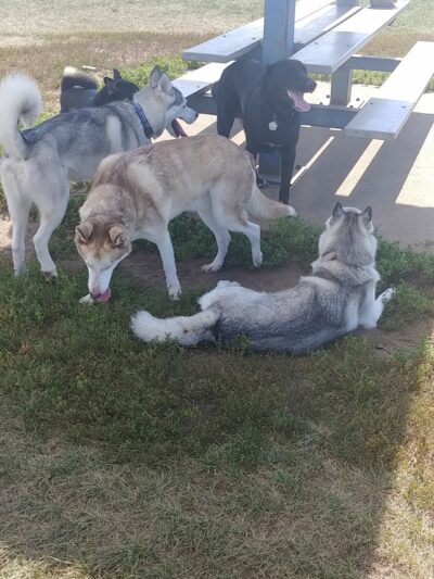 Sycamore Park Dog Park - Madison, WI
