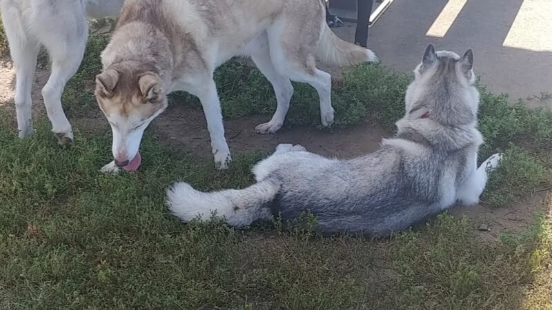 Sycamore Park Dog Park - Madison, WI