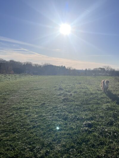 Sycamore Park Dog Park - Madison, WI